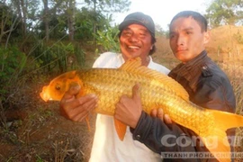 Săn 'báu vật' dưới Biển Hồ: Của hiếm, vật lạ ở hồ nước ngọt huyền bí