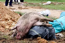 Dịch tả lợn Châu Phi: “Vỡ trận” do thiếu nhân lực hay do chủ quan?