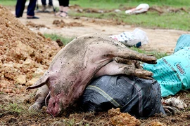 Dịch tả lợn Châu Phi: “Vỡ trận” do thiếu nhân lực hay do chủ quan?