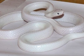 Phát hiện rắn bạch tạng từ đầu đến đuôi cực hiếm