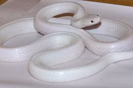 Phát hiện rắn bạch tạng từ đầu đến đuôi cực hiếm