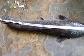 Bạc Liêu: Bắt được cá trê dài gần 1m