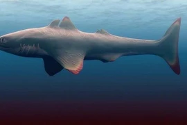 Phát hiện gây sốc về kẻ đầu tiên "thống trị" đại dương 