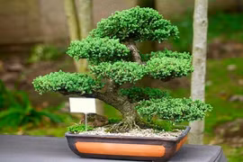 Trồng 6 loại cây này trong nhà sẽ giúp cả nhà luôn vui vẻ