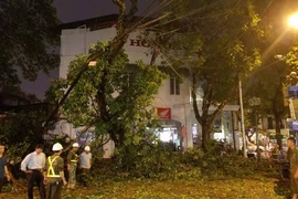 Hà Nội: Cây xanh đổ sau mưa làm một người nhập viện 
