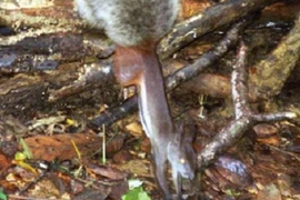 Kinh dị loài sóc ma cà rồng ở ĐNA có sở thích hút máu