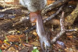 Kinh dị loài sóc ma cà rồng ở ĐNA có sở thích hút máu