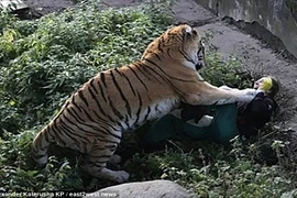 10 phút kinh hoàng của người chăm sóc bị hổ cắn xé