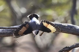 Đẹp mê mẩn những loài chim cực hiếm và lạ sau đây