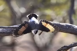 Đẹp mê mẩn những loài chim cực hiếm và lạ sau đây