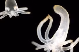 Vẻ đẹp trong suốt "không tì vết" của sinh vật biển sâu