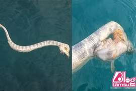 Thả câu thấy cá lớn, run rẩy phát hiện sự thật kinh dị 