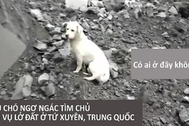 Nghẹn lòng chú chó tìm chủ mất tích sau vụ lở đất ở TQ