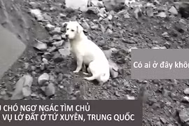 Nghẹn lòng chú chó tìm chủ mất tích sau vụ lở đất ở TQ