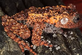 Đây chính là top lưỡng cư kỳ quái bậc nhất Việt Nam