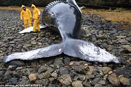 Bão Mặt trời khiến nhiều động vật bị mắc cạn?