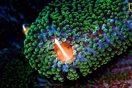 Top ảnh thiên nhiên đẹp mê hồn do National Geographic vừa công bố 