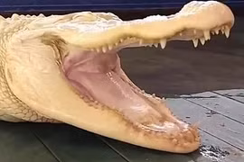 “Soi” cá sấu có mình trắng phau, mắt hồng kỳ dị