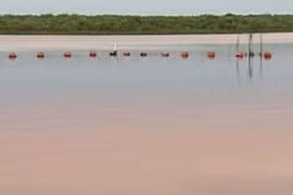 Bé gái 10 tuổi tự giải thoát khỏi hàm cá sấu thần kỳ