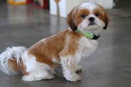 Nhìn vào những sinh vật này, chẳng ai ngờ chúng là loài cổ đại