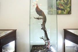 Giống gà quý con trai Nhật hoàng tặng Việt Nam có gì đặc biệt?