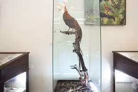 Giống gà quý con trai Nhật hoàng tặng Việt Nam có gì đặc biệt?