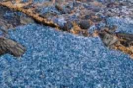 "Ác mộng" sứa độc màu xanh phủ kín bãi biển 