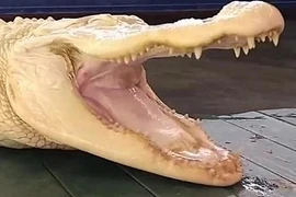 Tận mục cá sấu bạch tạng, mắt hồng cực dị