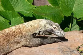 Nhìn bề ngoài vô hại, chả ai ngờ chúng là sát thủ đáng sợ