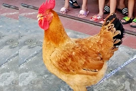 Gà đầu trống, mình mái ở Hà Tĩnh khiến ai cũng hiếu kỳ