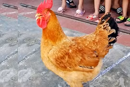 Gà đầu trống, mình mái ở Hà Tĩnh khiến ai cũng hiếu kỳ