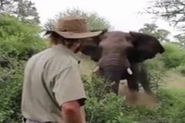 Voi điên cuồng lao vào kiểm lâm viên và cái kết lạ