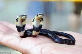 Kỳ bí rắn hổ mang 2 đầu "bất tử" ở Trung Quốc