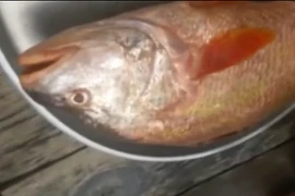 Bắt được cá lạ nghi cá sủ vàng tỷ đồng ở Đồng Nai