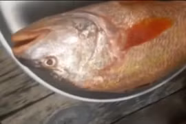 Bắt được cá lạ nghi cá sủ vàng tỷ đồng ở Đồng Nai