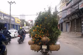 Xe ôm, sinh viên đi nhặt đào, quất ven đường kiếm tiền triệu