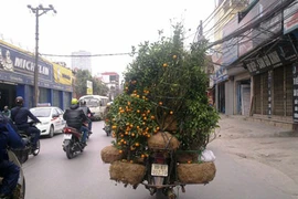 Xe ôm, sinh viên đi nhặt đào, quất ven đường kiếm tiền triệu