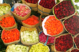 Thương lái TQ vào Đà Lạt thu gom hoa cho dịp Valentine