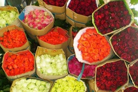 Thương lái TQ vào Đà Lạt thu gom hoa cho dịp Valentine