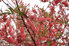 Gộp Tết ta và Tết Tây: lợi trăm đường