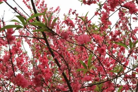 Gộp Tết ta và Tết Tây: lợi trăm đường