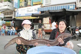 Bắt được cá chình "khủng"