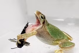  Ong bắp cày đực dùng gai nhọn đâm vào miệng ếch để thoát thân