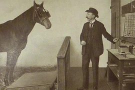  Sự thật về Hans- Chú ngựa thiên tài biết đọc và đếm