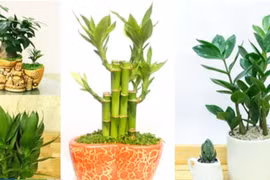 Đừng đặt hoa cúc lên bàn thờ mãi: Đây mới là loại cây lộc khí 