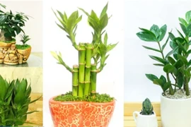 Đừng đặt hoa cúc lên bàn thờ mãi: Đây mới là loại cây lộc khí 