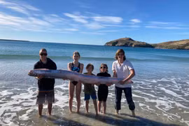 Sinh vật lạ dài ngoằng, 5 người ôm không xuể dạt vào bãi biển New Zealand