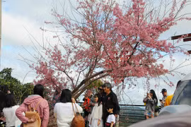 Du khách đổ về phố núi ngắm mai anh đào, đồi chè dịp Tết Dương lịch