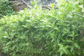 Hai loại cây trước chỉ làm bờ rào, giờ “lên đời” thành rau đặc sản 