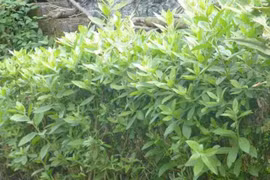 Hai loại cây trước chỉ làm bờ rào, giờ “lên đời” thành rau đặc sản 